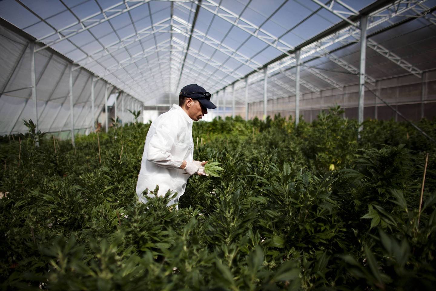 Israel Pioneers Use Of Medical Marijuana