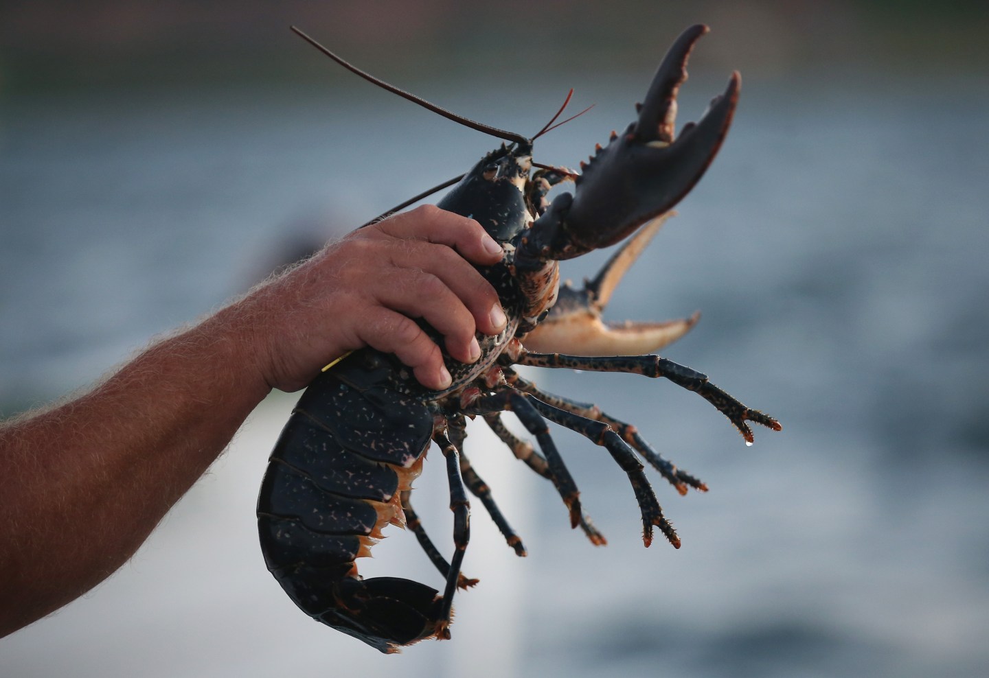 Scientists Release Lobsters To Repopulate Former Habitat