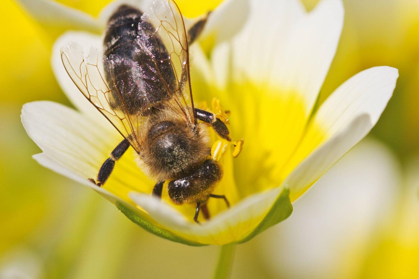 Macro Insect Location Shoot