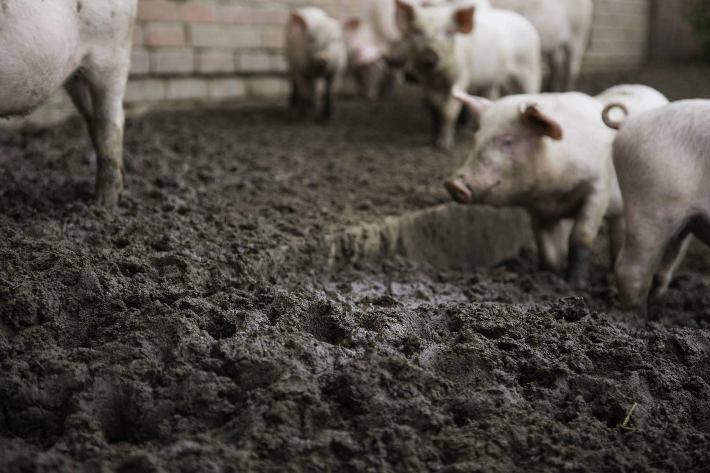 pigs