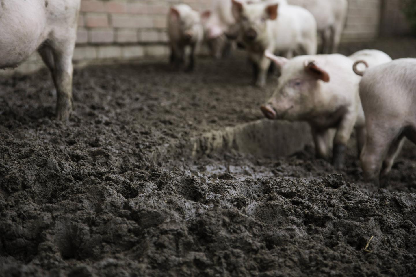 pigs