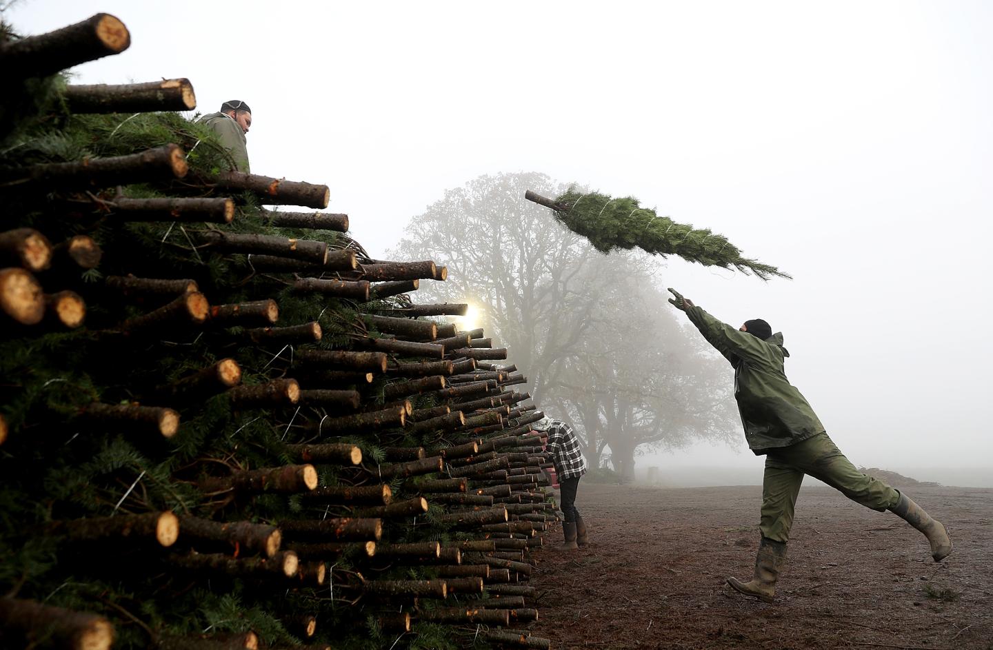 Oregon Christmas Tree Farm Harvests Trees For Upcoming Holiday Season