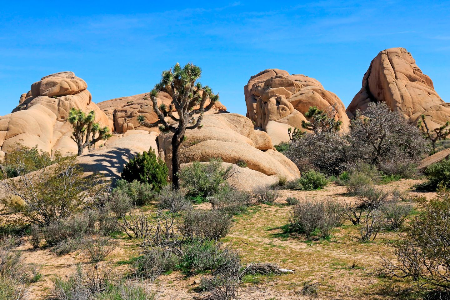 Joshua trees among boulders in Joshua Tree National Park California