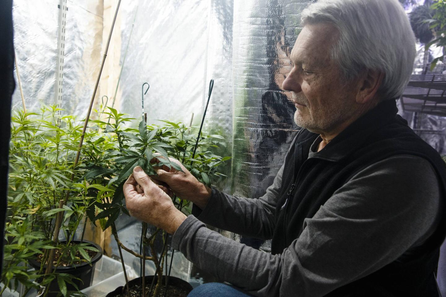 With Legal Pot Sales Coming, Baby Boomers Are Ready To Resume The Party