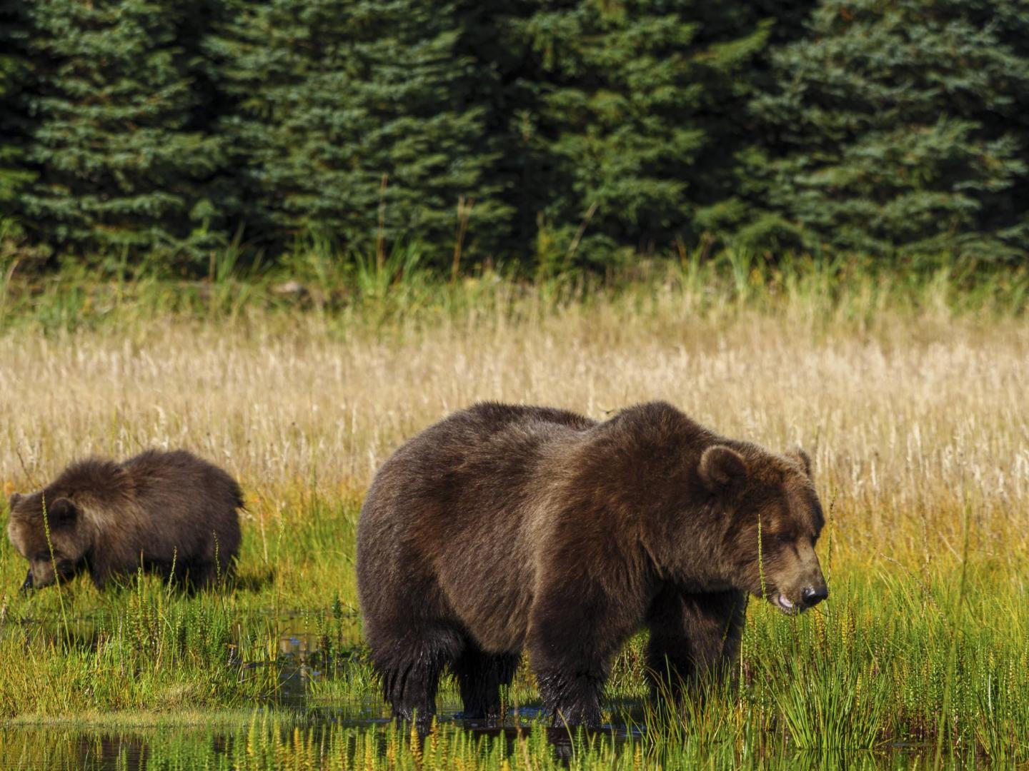 Grizzly Bear