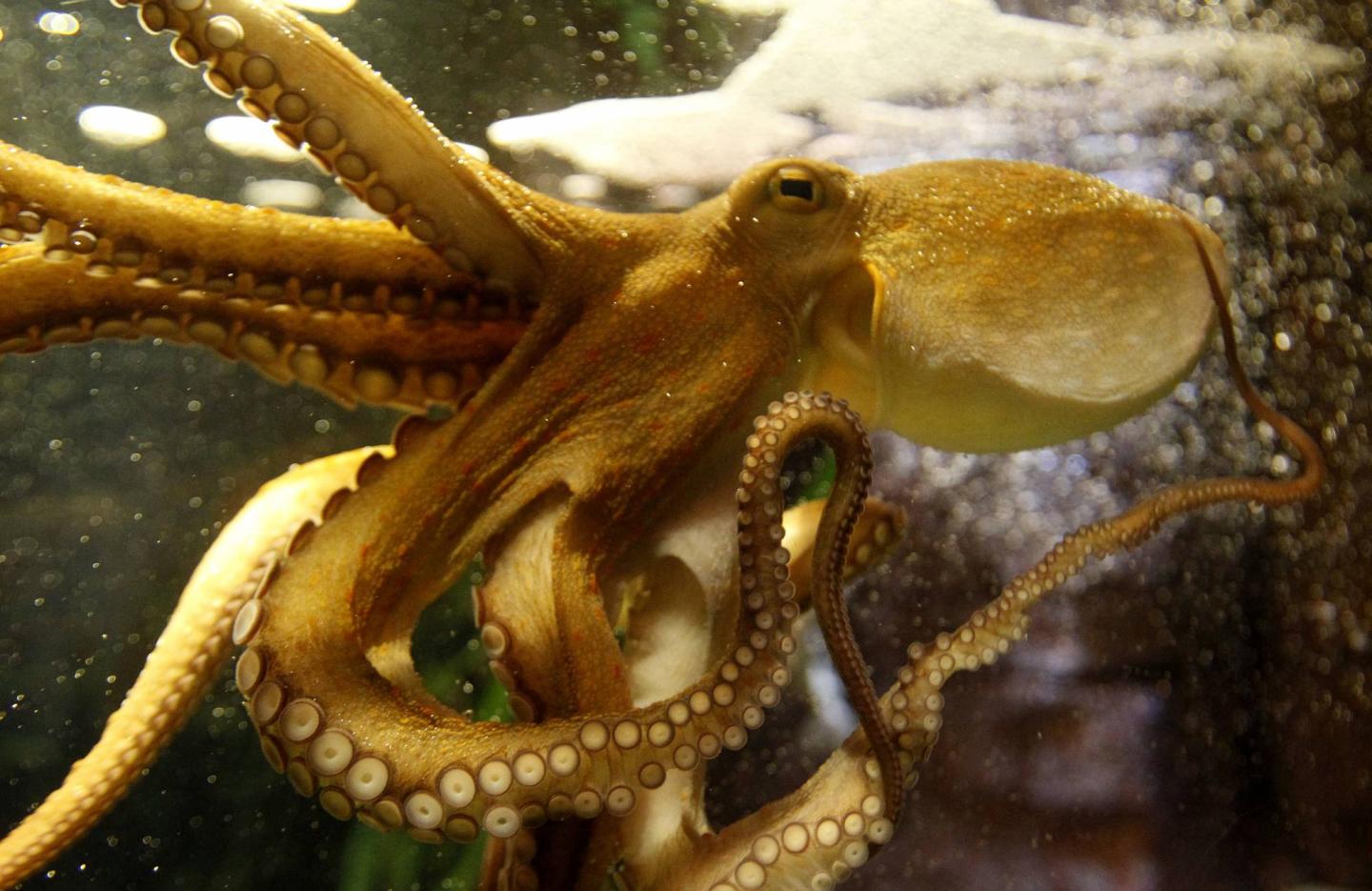 Octopus Ophira is pictured as it predicts Germany's victory in Women's World Cup soccer match at Sea Life Aquarium in Berlin