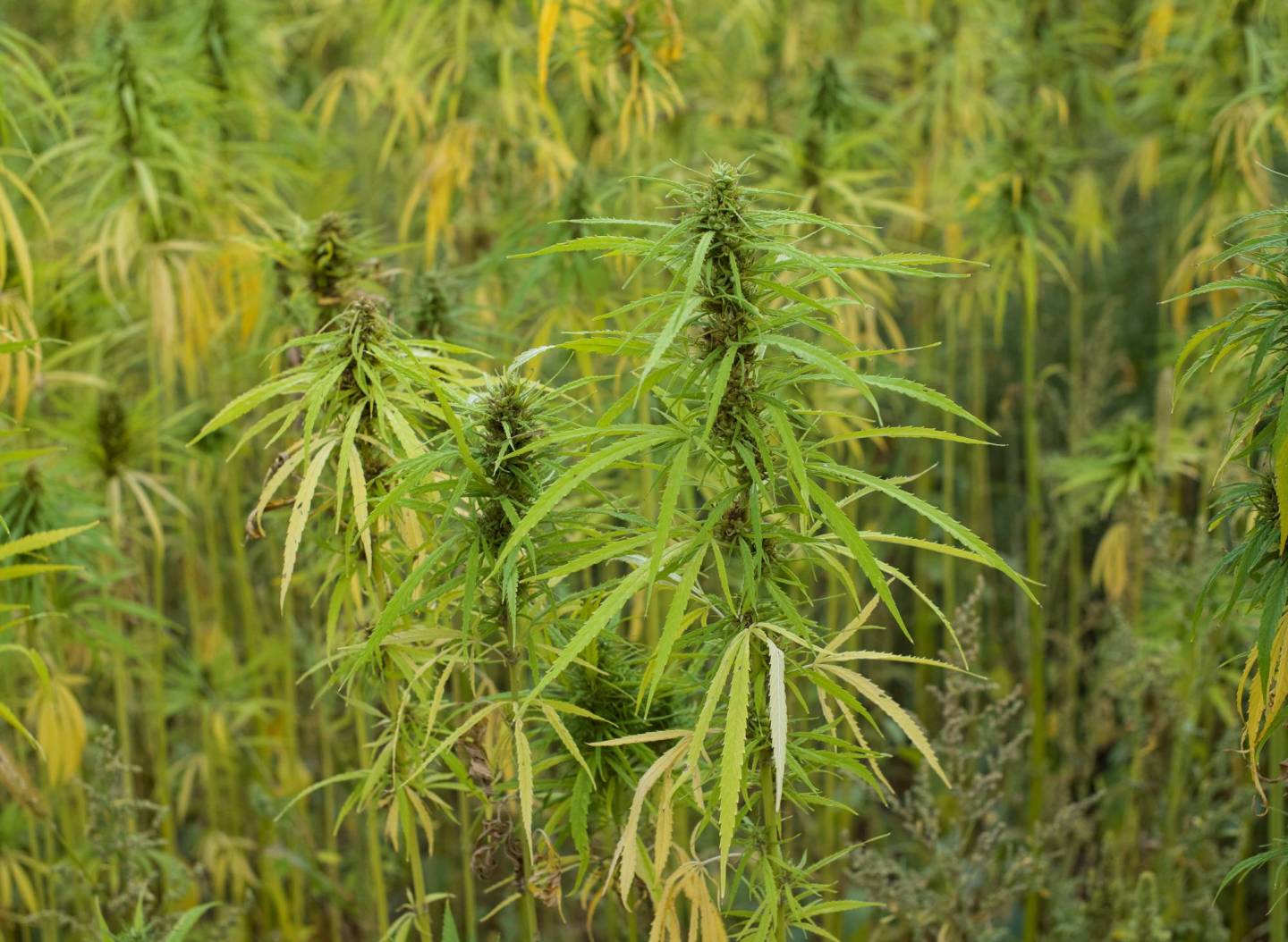 Leaves of marijuana are seen at a field near Hlukhiv