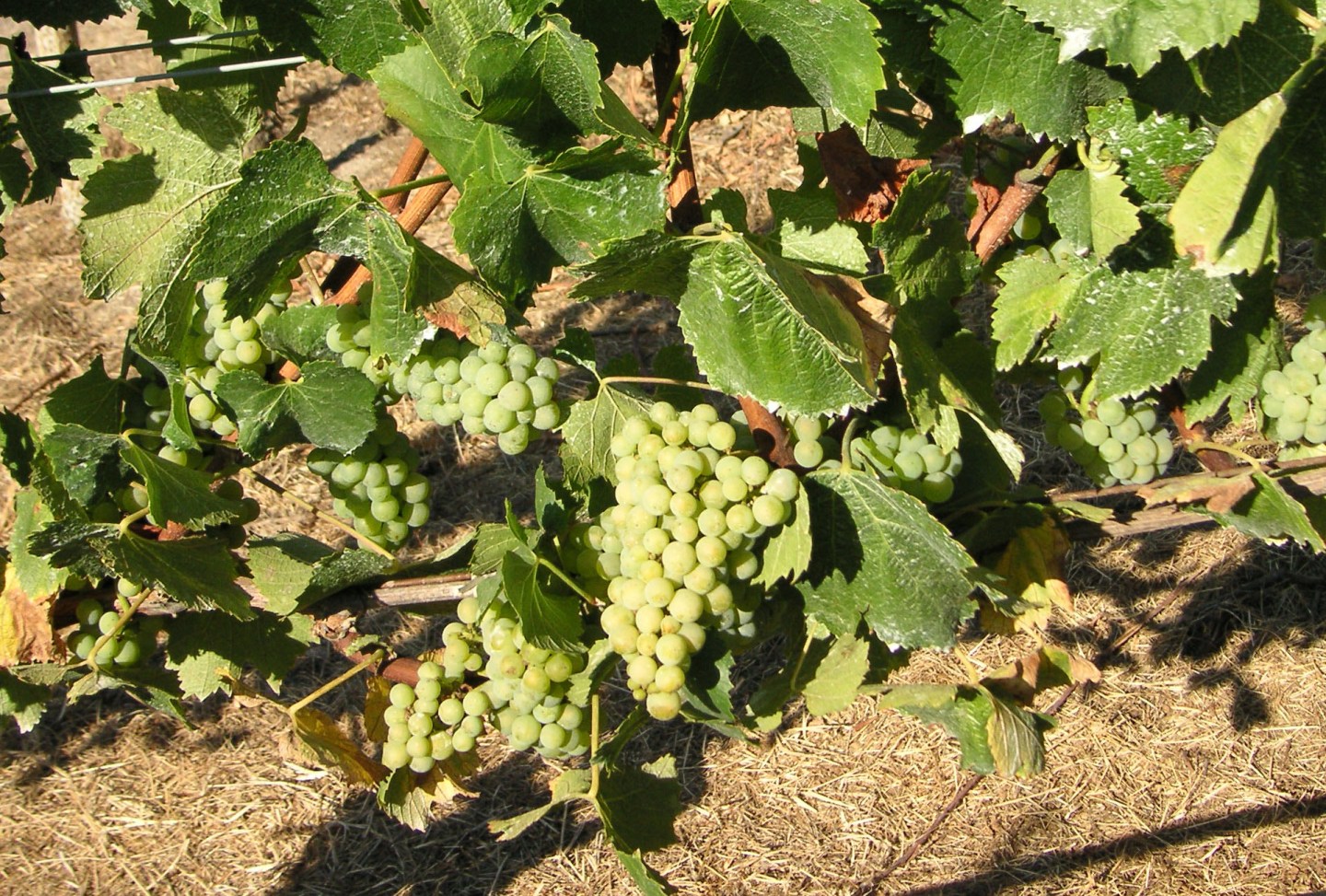 sonoma-vineyard-worker-struggle