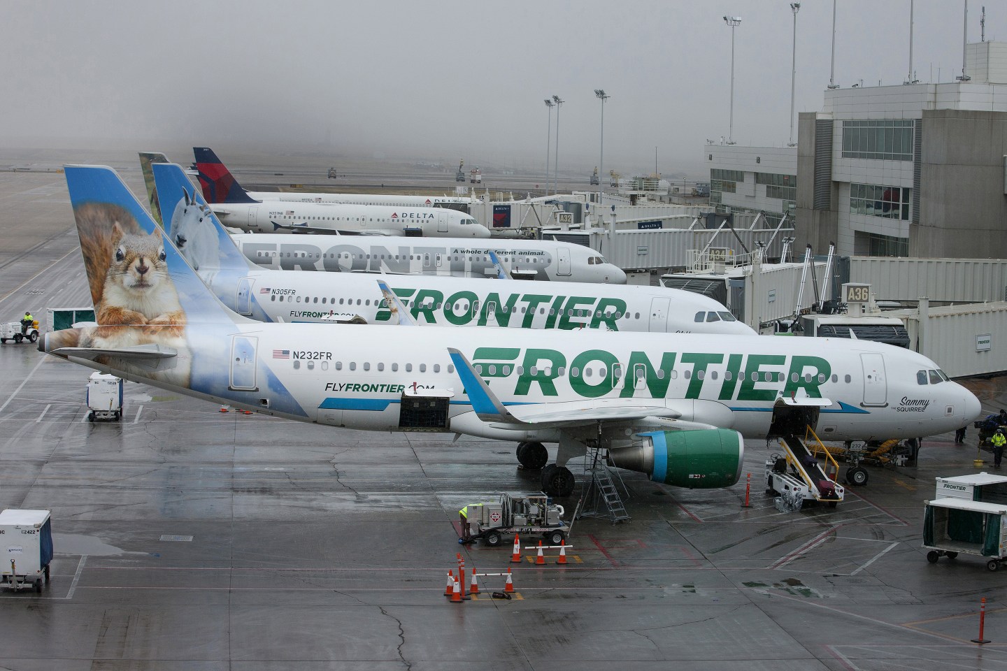 frontier-airlines-squirrel-tail