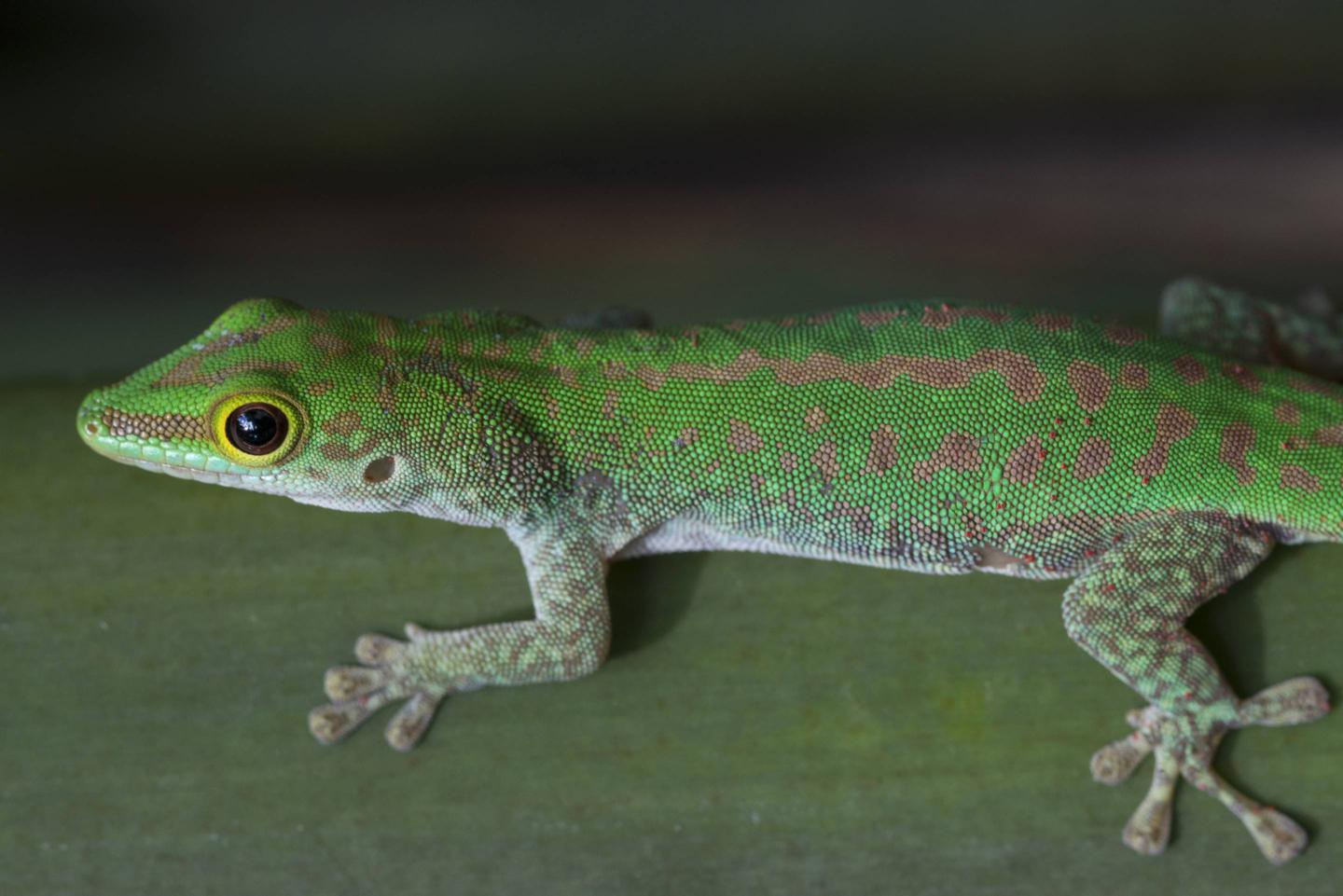 Seychelles day gecko, Gekkonidae