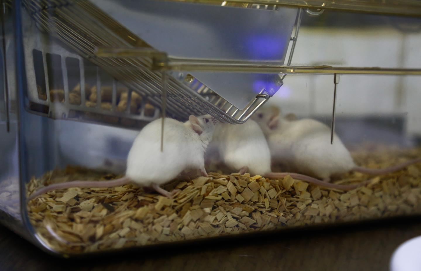 Lab Mice Live In Individually Ventilated Cages Worth 100 Thousand Yuan Per Square Meter In Guangzhou
