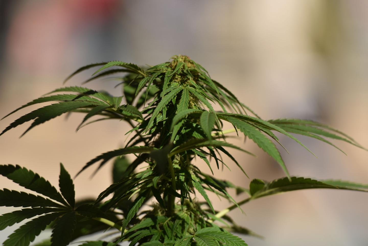 CANADA-DRUGS-CANNABIS