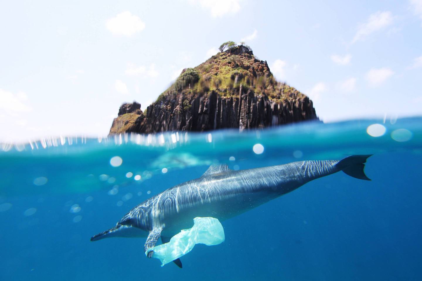 dolphin and plastic bag