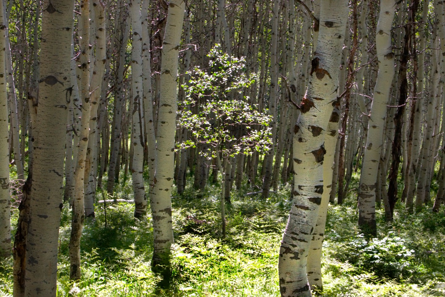 Seeding Among the Old growth Color