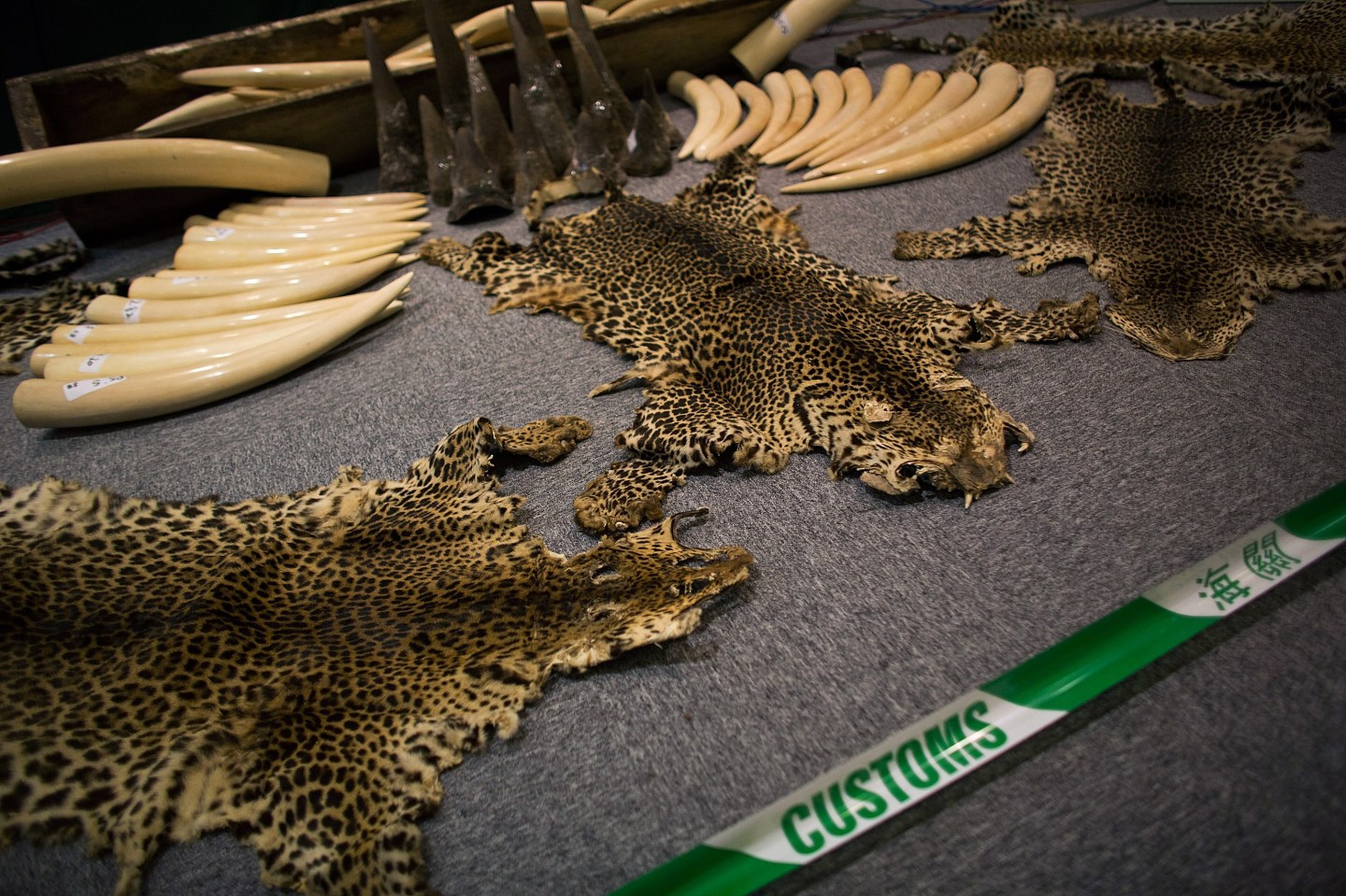 Hong Kong Customs Seize Endangered Species Cargo