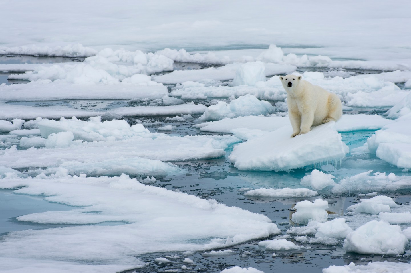 A polar bear (Ursus maritimus) on the pack ice north of