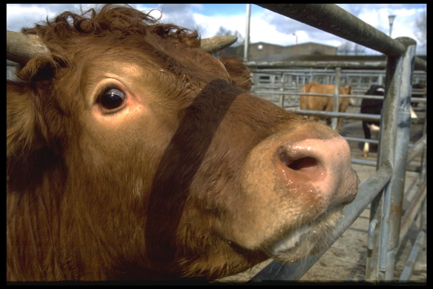 Cases of mad cow disease in the UK