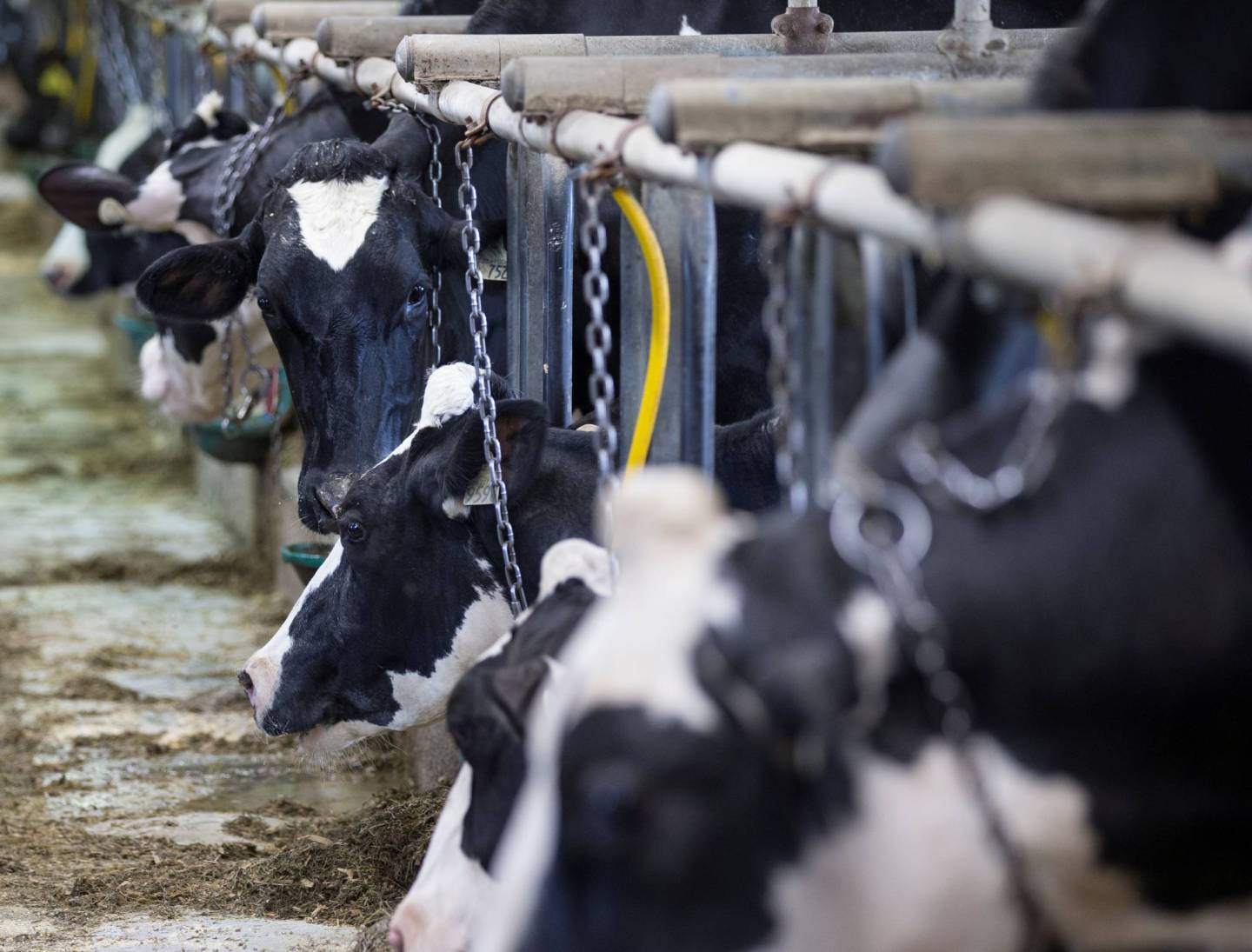 Dairy cows are seen on a farm in Saint-Valerien-de-Milton, southeast of Montreal, Quebec, Canada