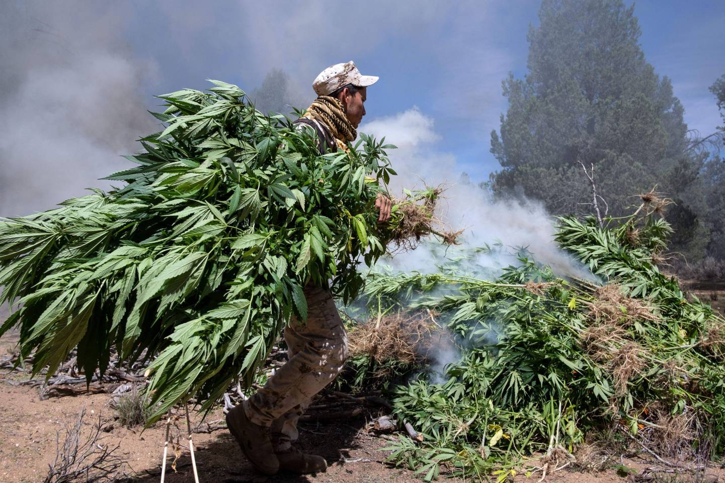 MEXICO-DRUGS-MARIJUANA-BURNING