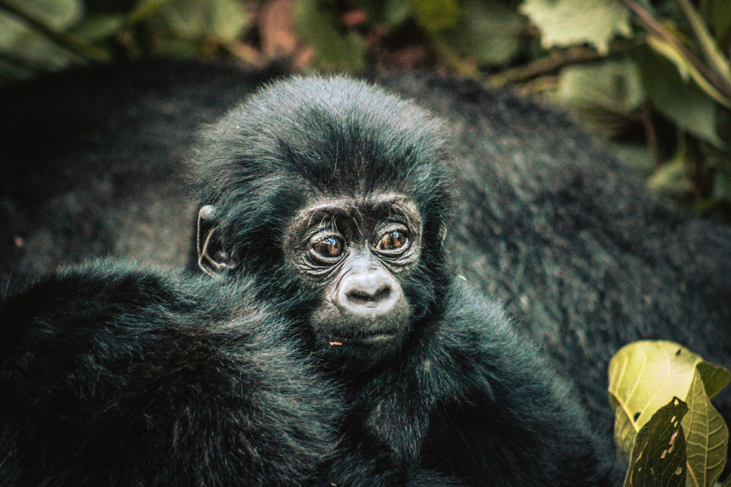Baby mountain gorilla seen at Bwindi impenetrable Forest in