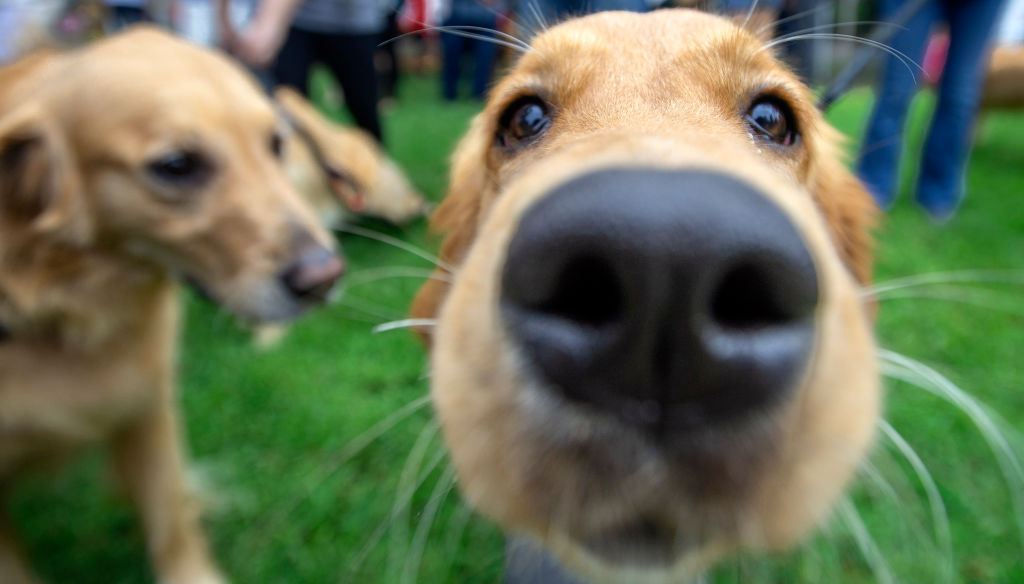 Goldens rule at Huntington Beach dog-fest, Goldie Palooza