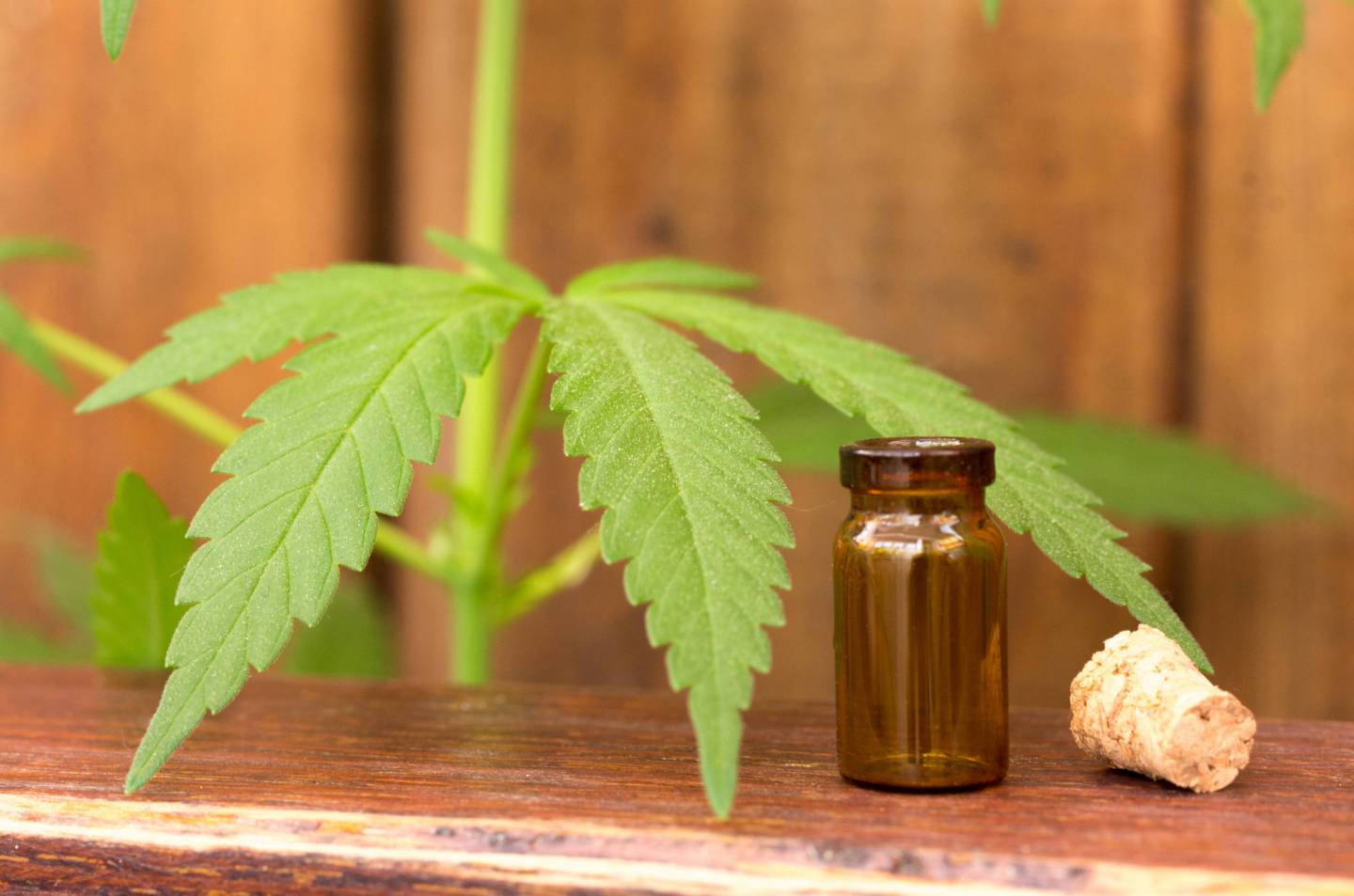 Cannabis leaf and glass probe. Inspection of hemp.