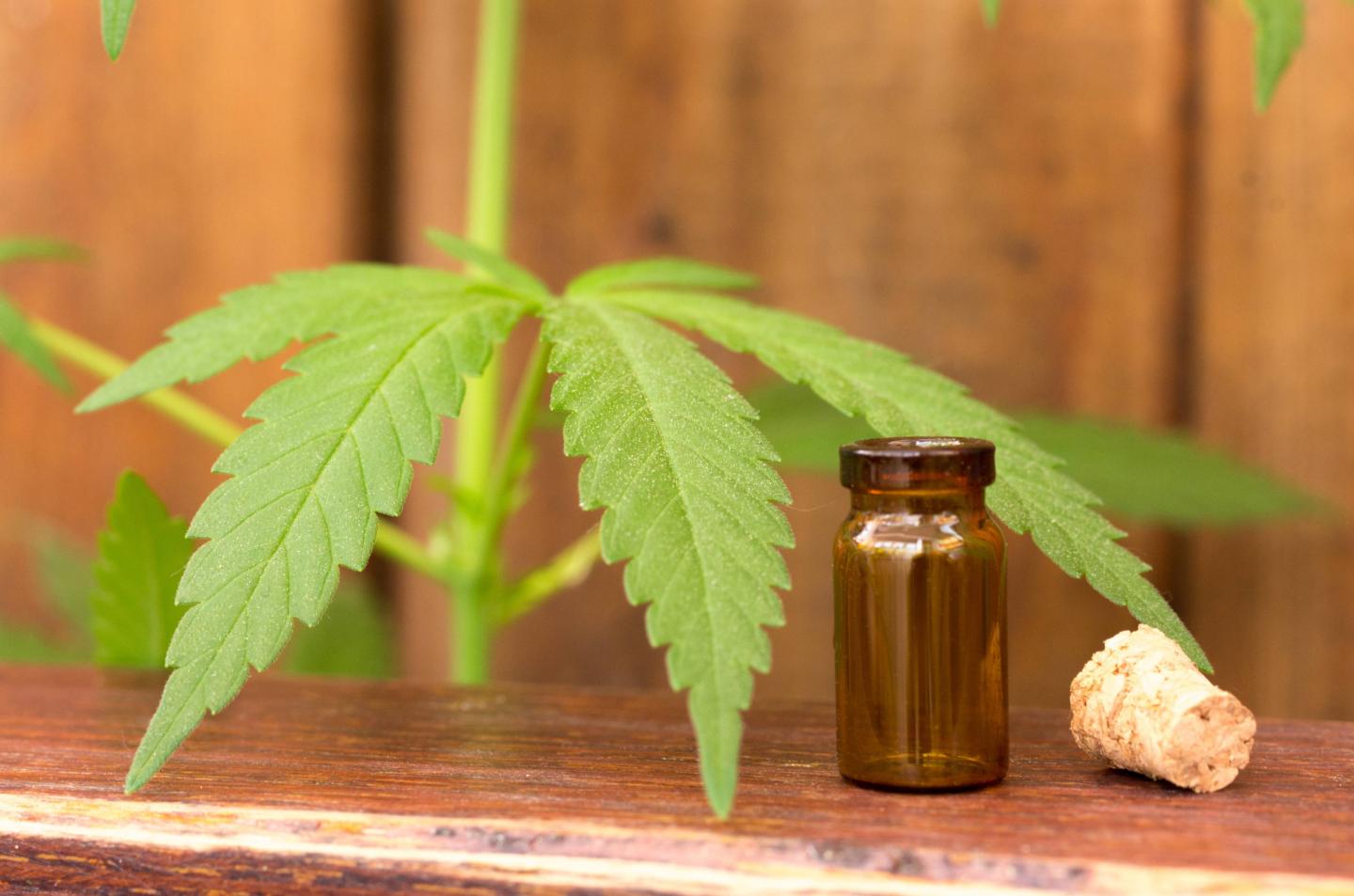 Cannabis leaf and glass probe. Inspection of hemp.