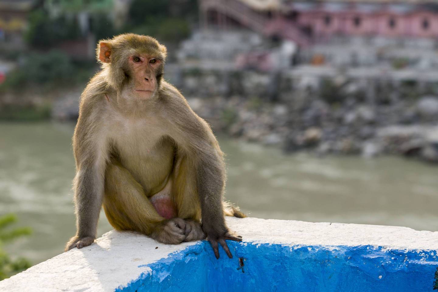 A rhesus monkey ( Macaca mulatta ) sitting on a wall