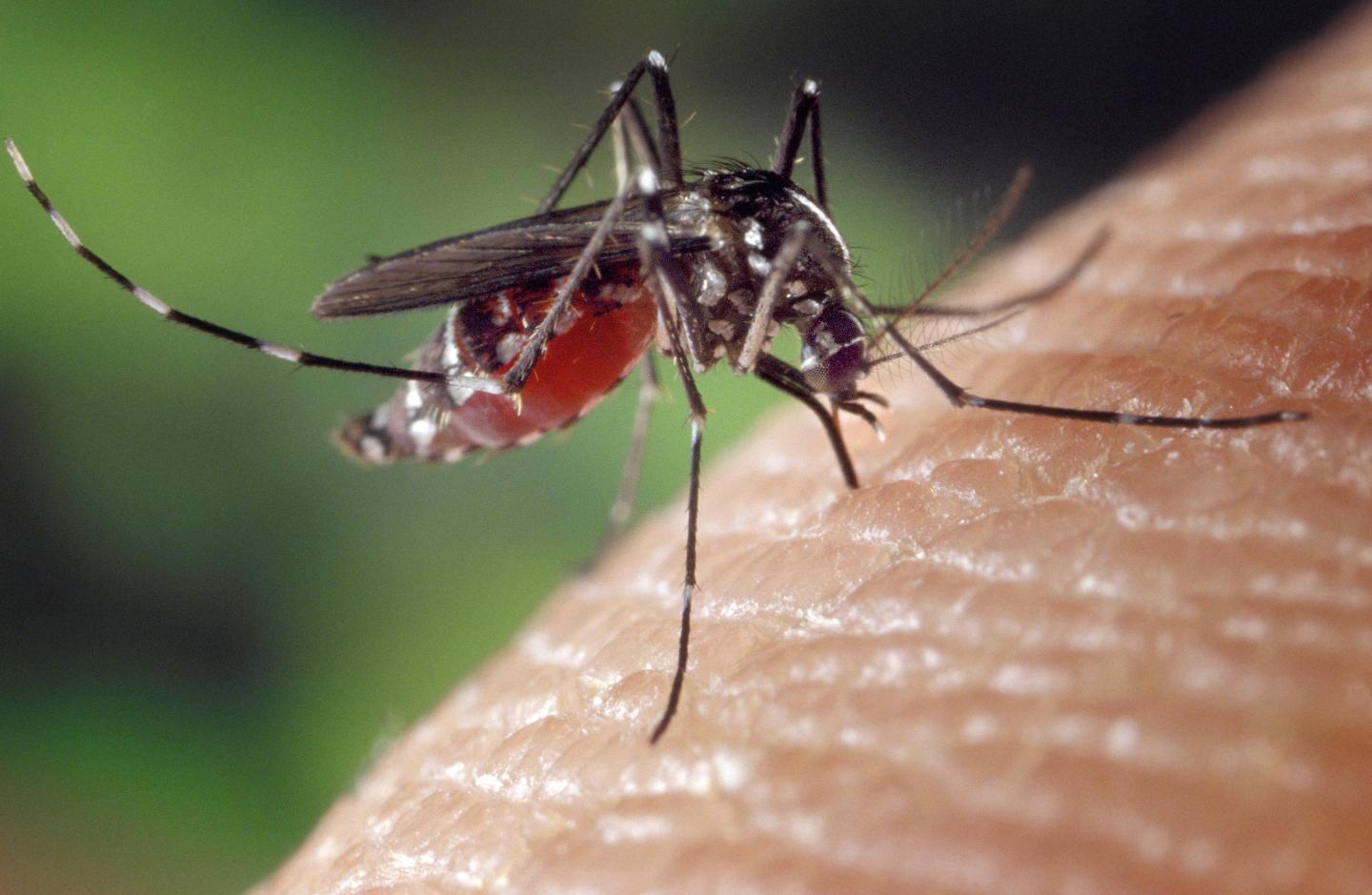 A Blood-Engorged Female Aedes Albopictus Mosquito