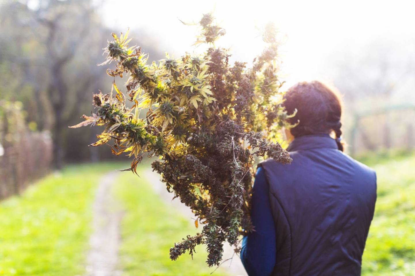 Young Woman Harvesting a Medical Marijuana Plant