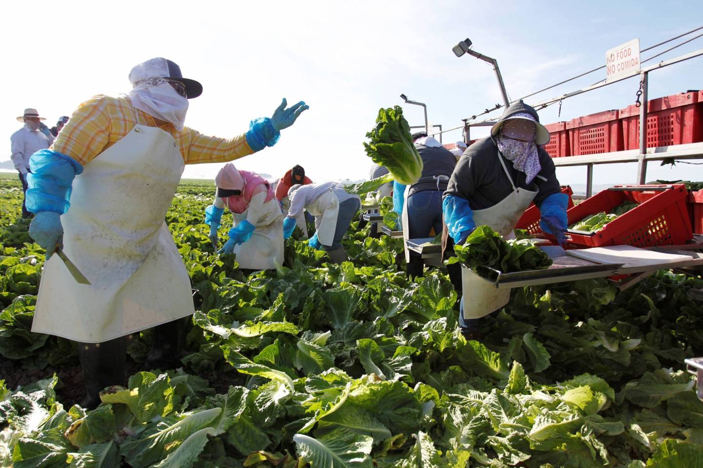 A crew harvests romaine lettuce by hand near Soledad