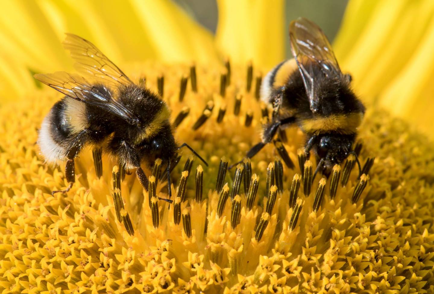 Bumblebees