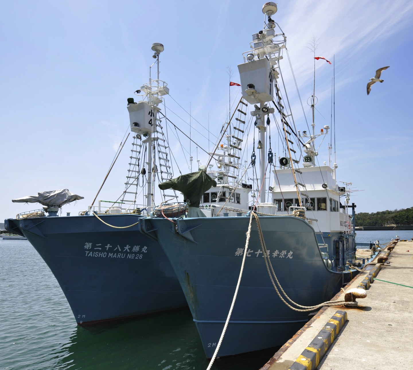 TO GO WITH Environment-whaling-IWC-Japan