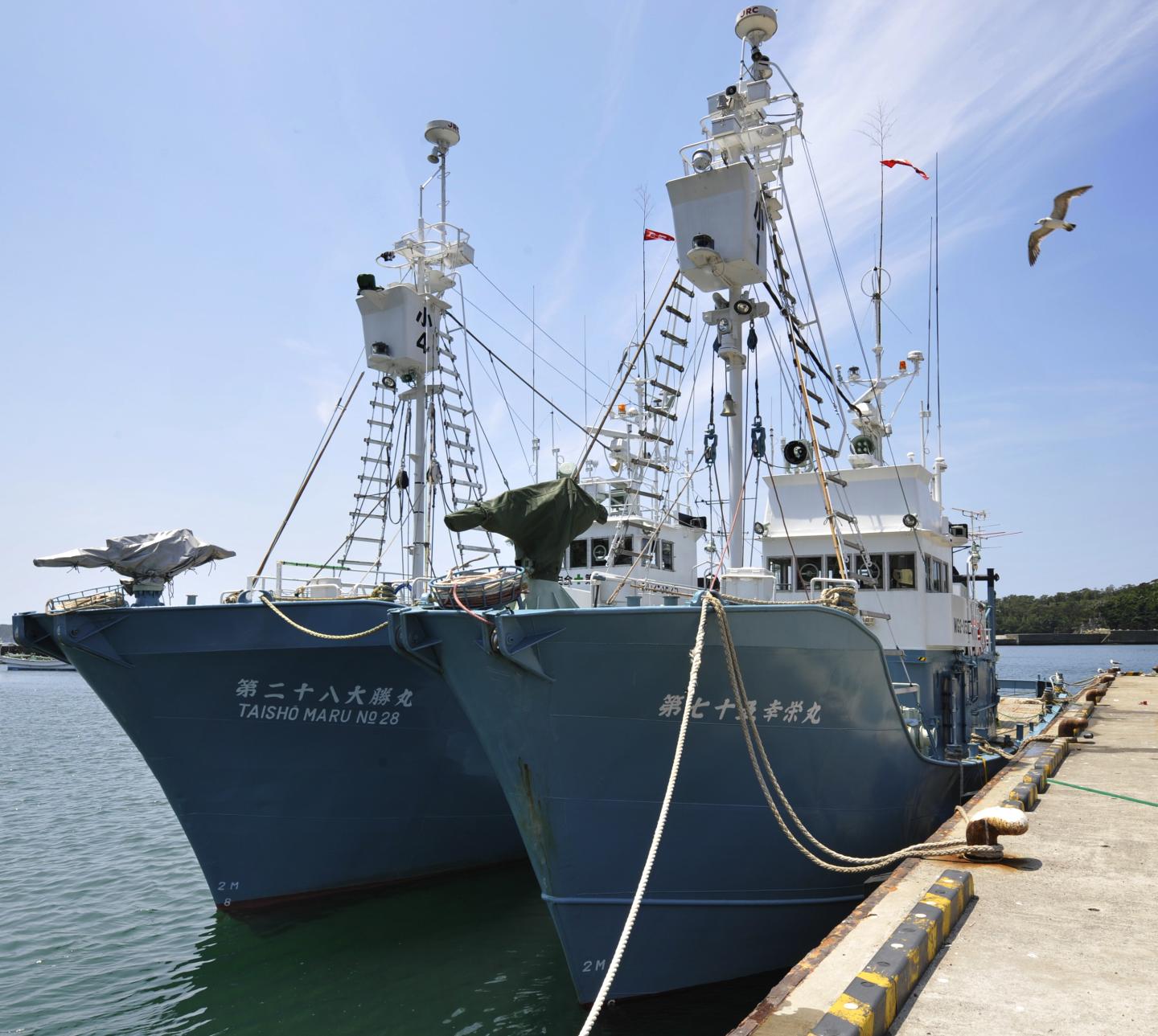 TO GO WITH Environment-whaling-IWC-Japan
