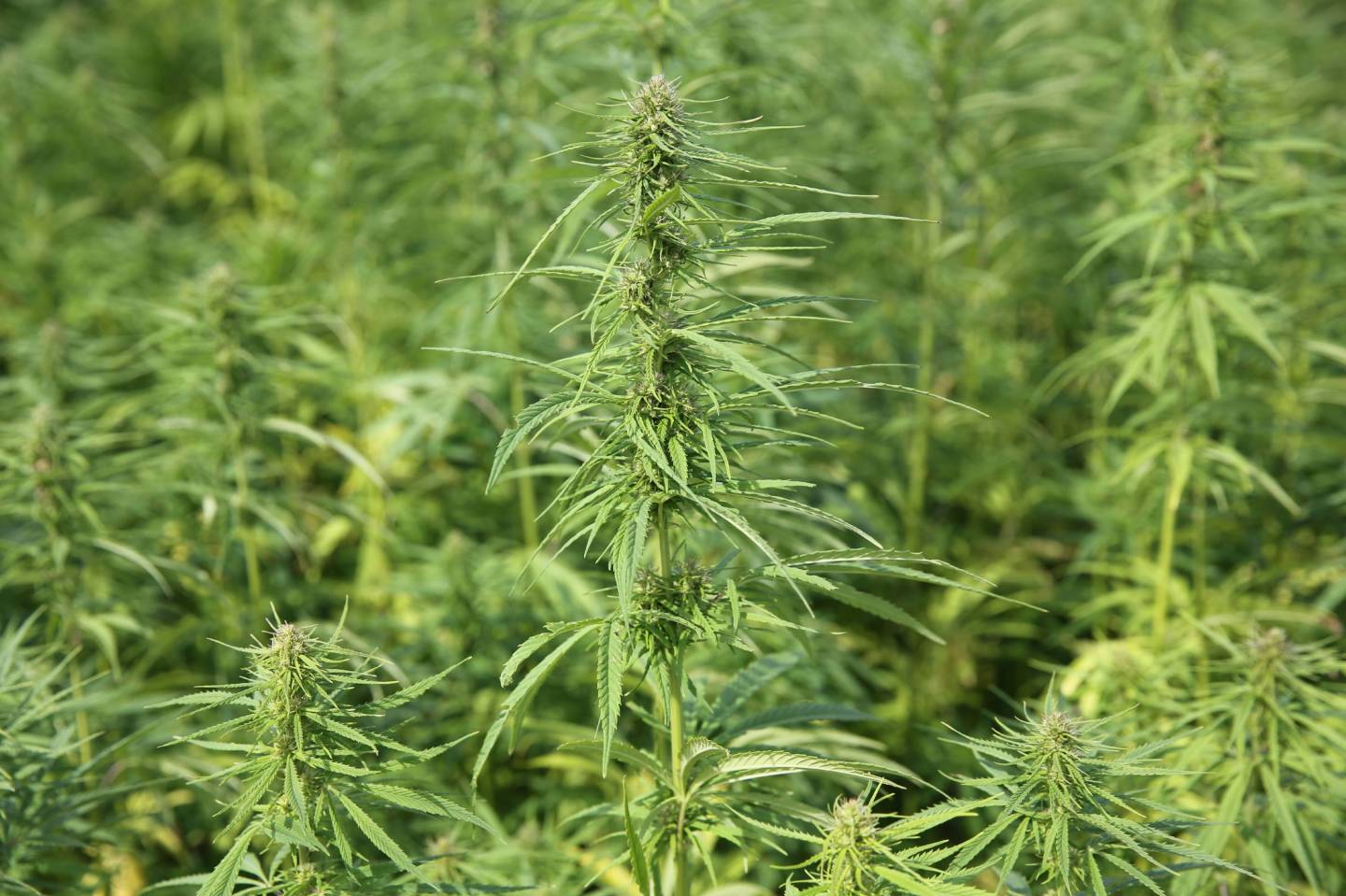 Hemp plantation Eure, France