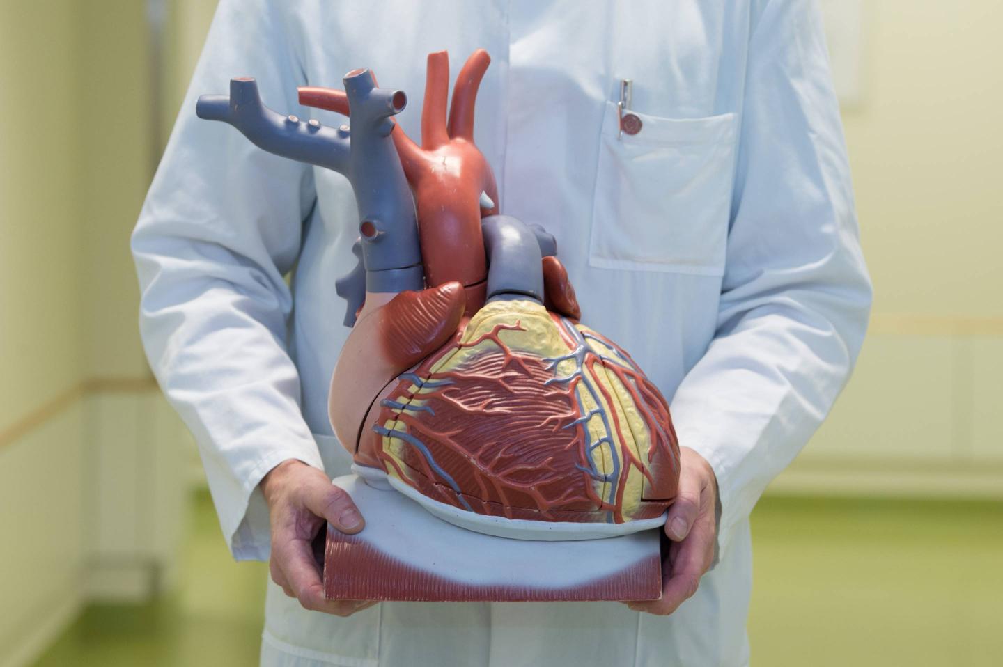 Model of human heart