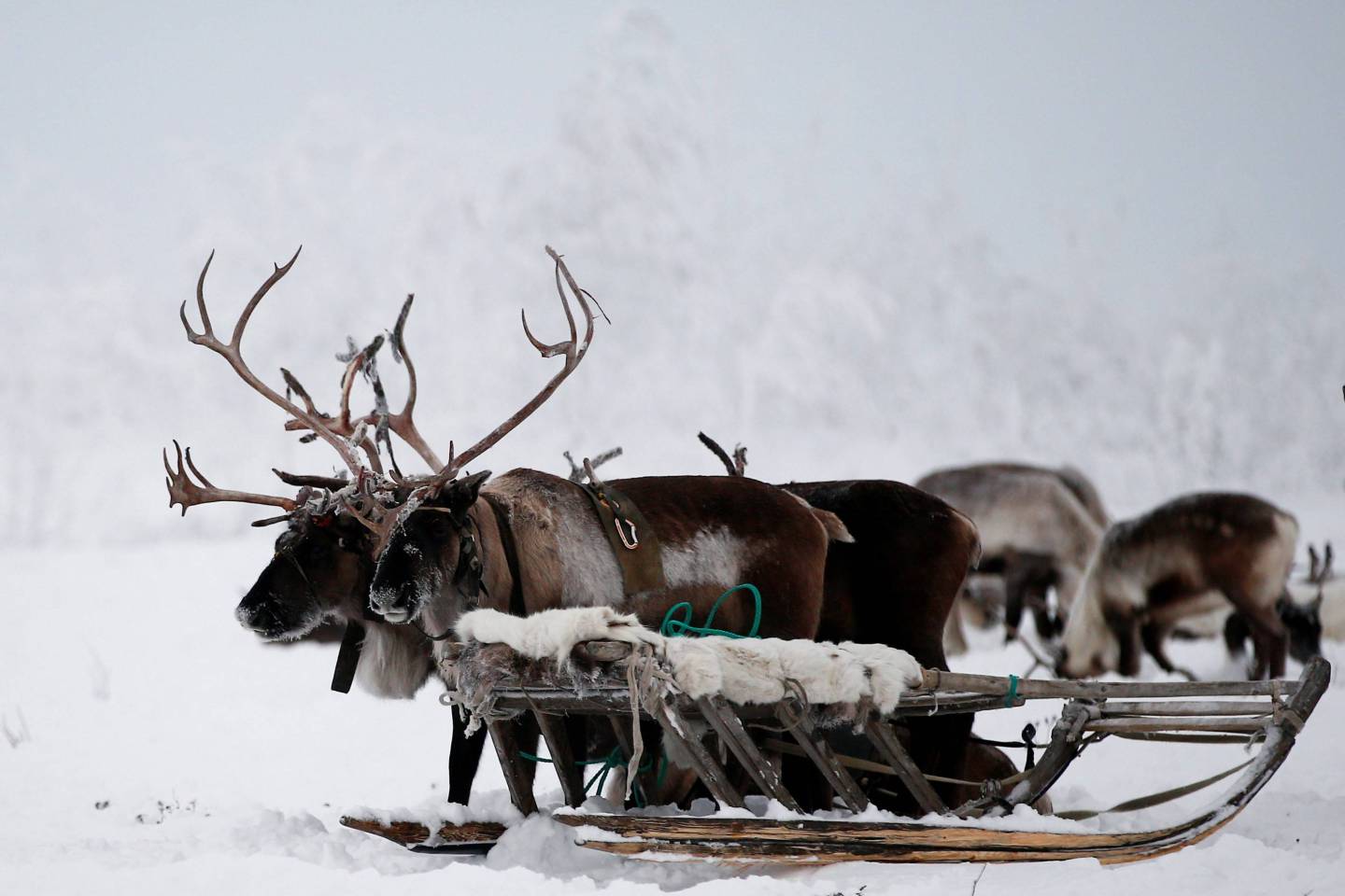 Reindeer populations in decline