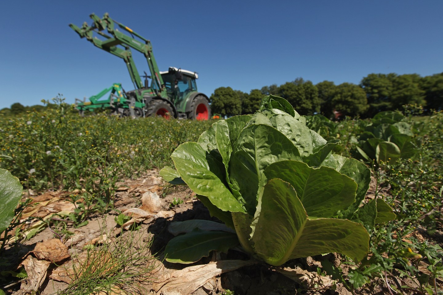 farm romaine lettuce