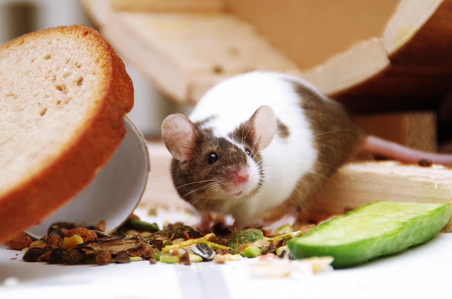 Close-Up Of Mouse