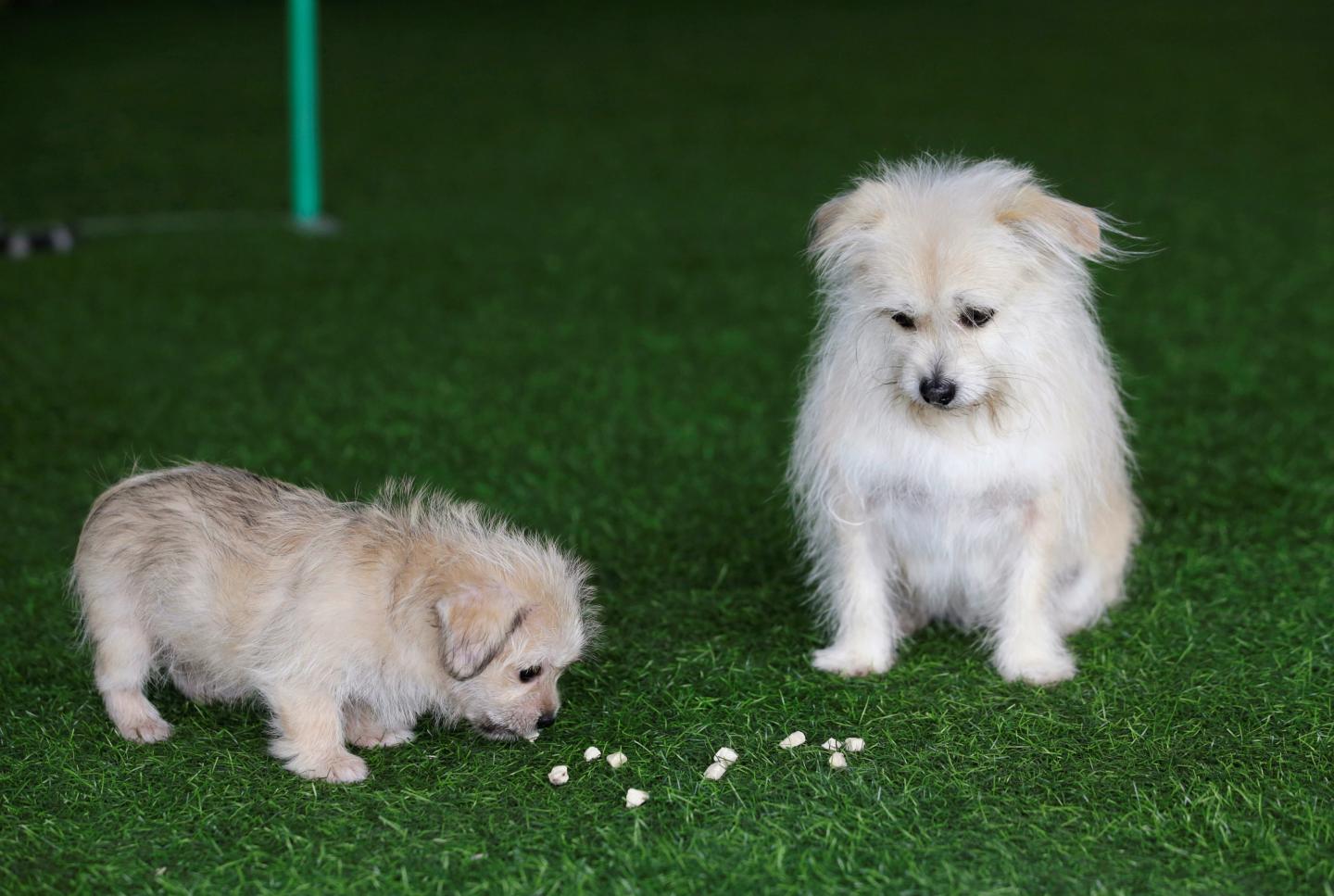 Nine-year-old Juice looks at its two-month-old clone at He Jun's dog resort in Beijing