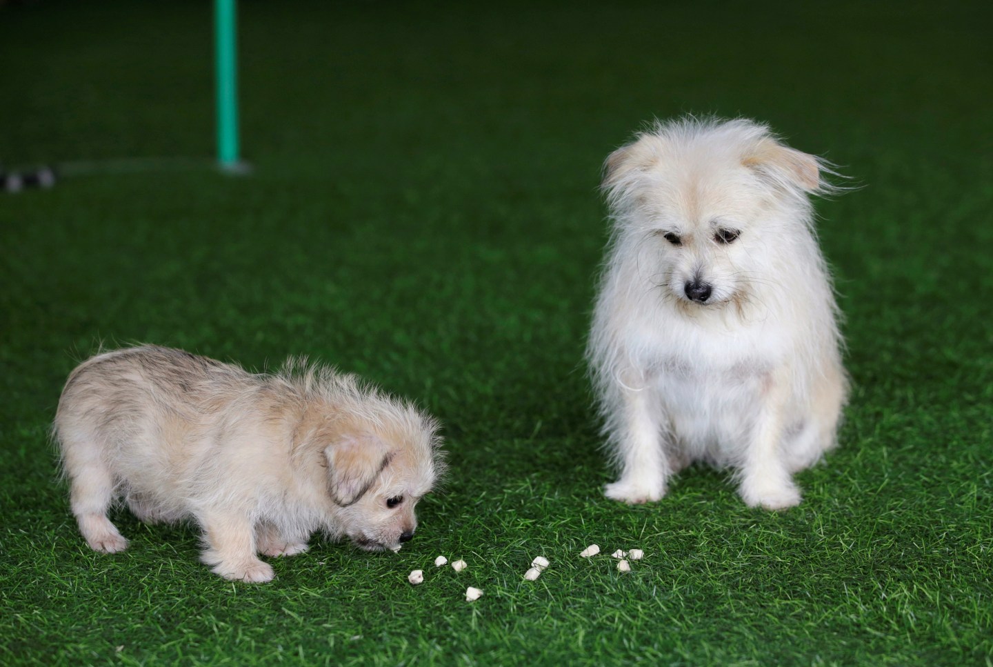Nine-year-old Juice looks at its two-month-old clone at He Jun's dog resort in Beijing