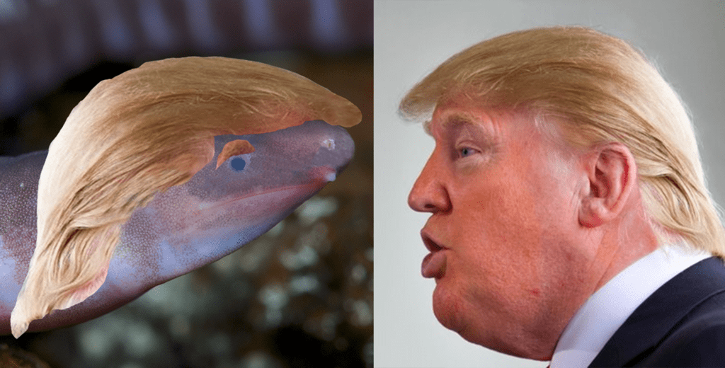 Trump’s Latest Namesake: a Blind Amphibian that Buries its Head in the Sand