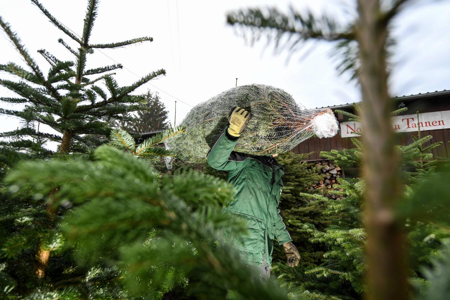 Christmas tree sale