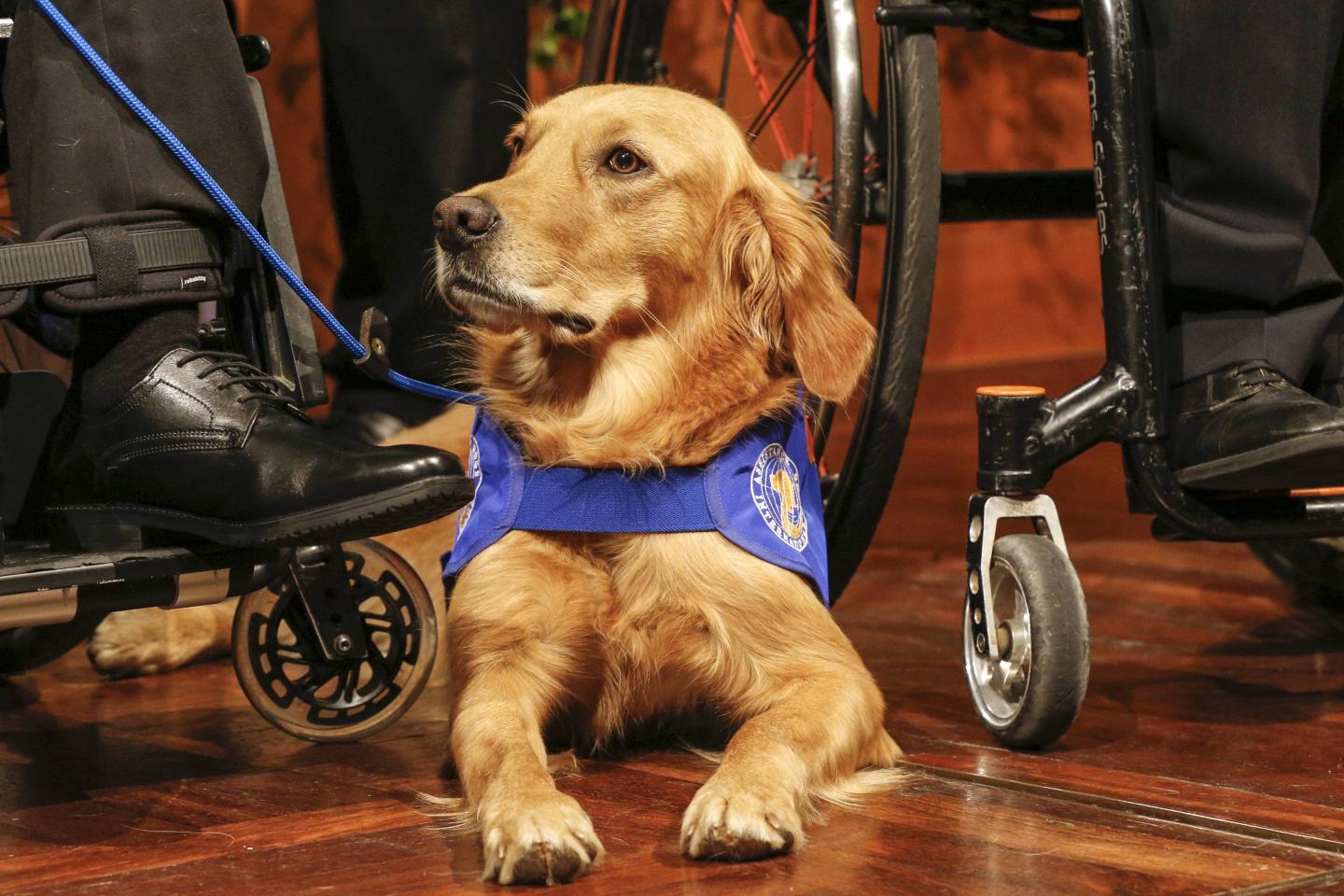 Your Emotional Support Animal Might Not Be Able to Fly on Delta Anymore