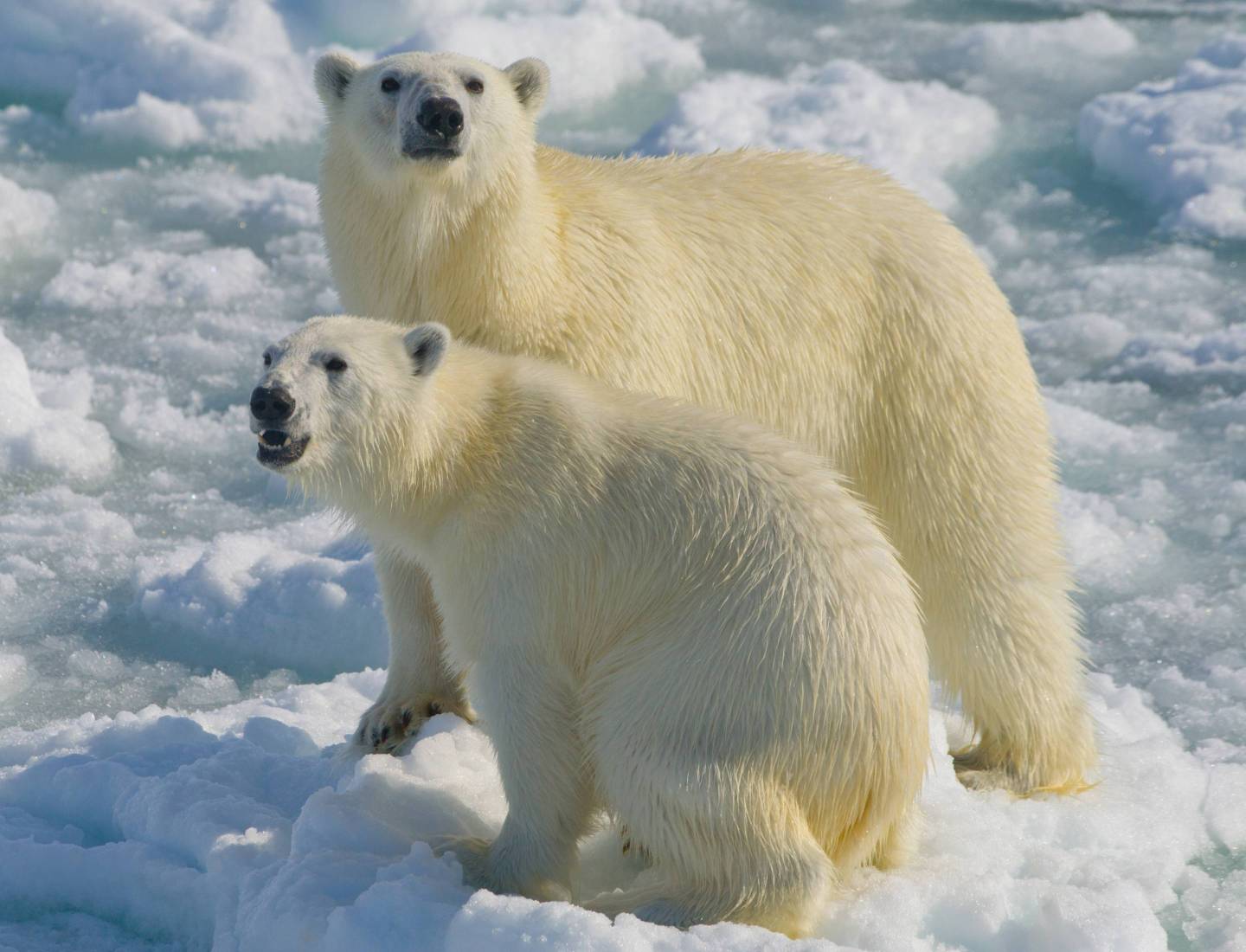 Polar bears on Arctic ice