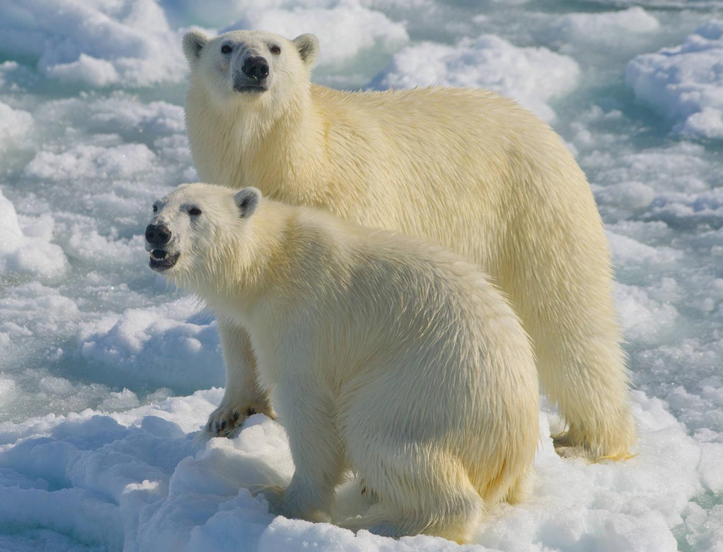 Polar bears on Arctic ice
