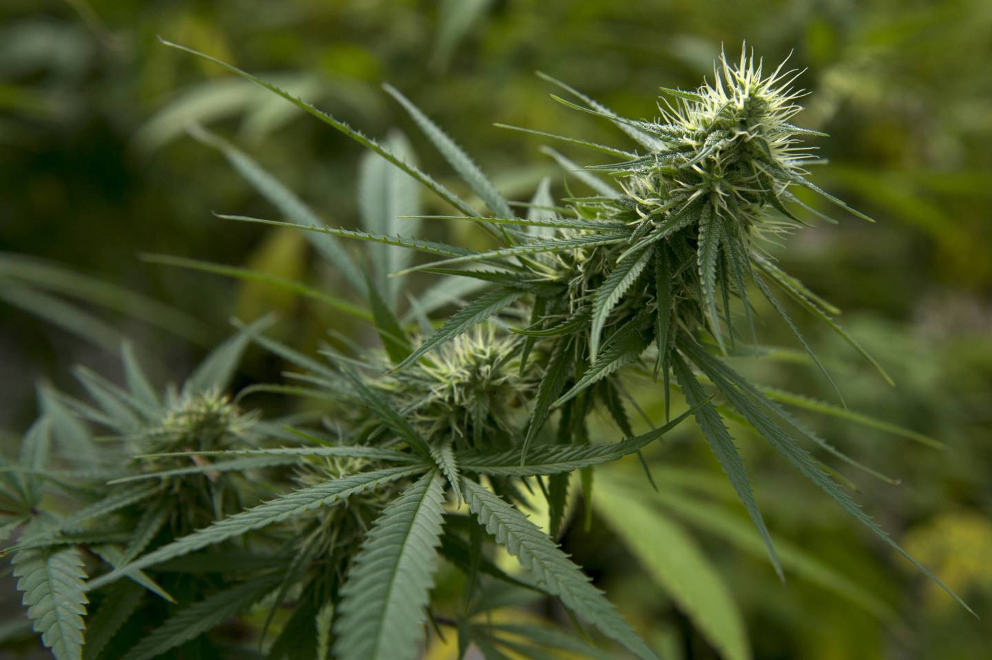 Hemp