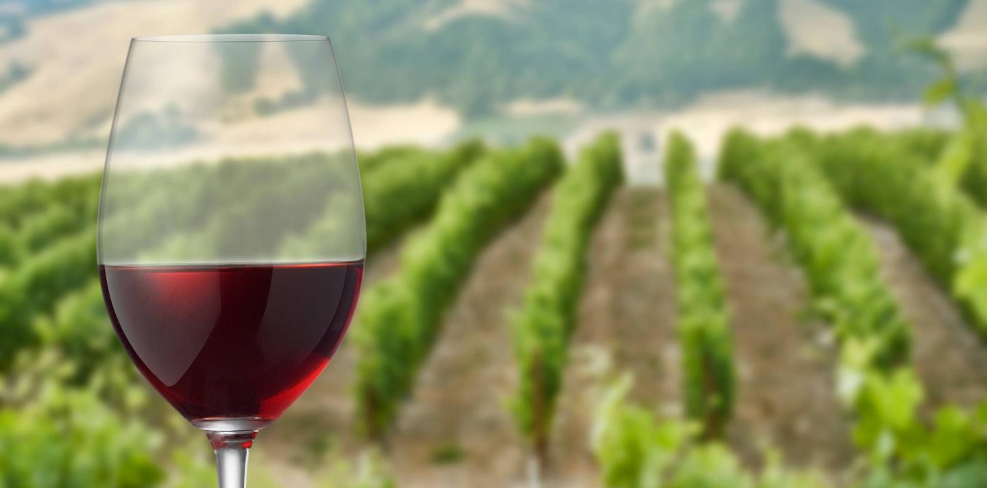 Vineyard