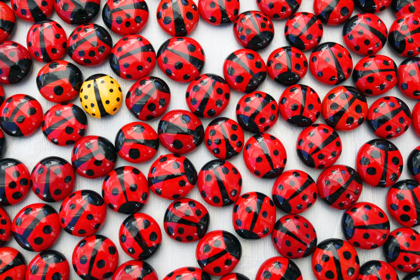 a single yellow lady bug among a crowd of red ones. Overhead view, close-up, full frame