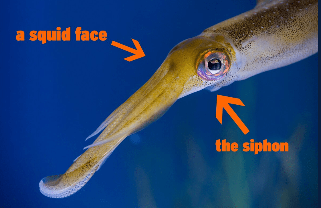 First Bagels, Now Squid. Why an Aquarium Isn’t Happy With Apple’s Emoji